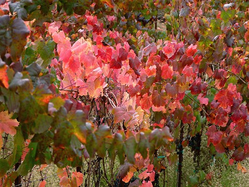 california autumn nature colors leaves view wine sonoma vine grape cloverdale asti dutchercreekroad