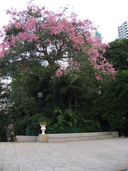 Ceiba speciosa (Floss Silk Tree)
