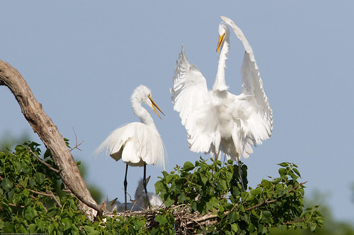 bird nature birds may egret greategret 2010 fledglings highisland smithbirdsantuary