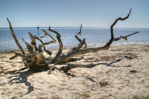 blue vacation sky usa tree tourism beach gulfofmexico water us october gulf florida pov getaway events perspective pointofview event driftwood deadtree beaches northamerica fl fla cedarkey enhanced levy snag allrightsreserved 2010 gulfcoast copyrighted cedarkeys photomatix seahorsekey seafoodfestival canoneos30d 8x12 enhancer michellepearson naturecoast 101710 mickip mickip65 20101017 oct172010 10172010 img0043899