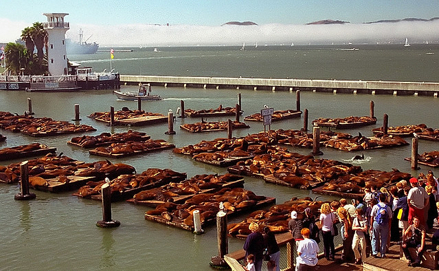 San Francisco - Fisherman's Wharf "Pier 39 Sealions"