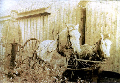 horse photo nc rachel farm farming victorian northcarolina ab 1900 windsor plow greatgrandfather cowan bertie tobacco greatgrandmother edwardian 1900s vanny ruffin alfredeasoncowan vantilla