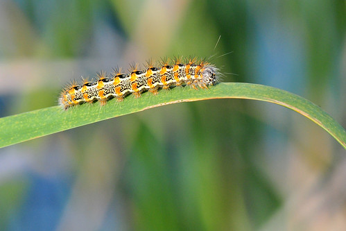 park creek moth caterpillar kansas wichita cattail chisholm simyra chisholmcreekpark insularis