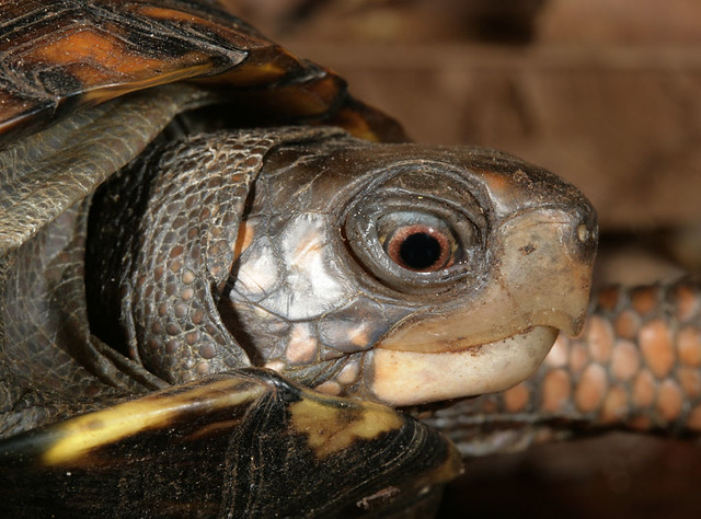 Eastern Box Turtle--head | Brown iris indicates a female, I … | Flickr