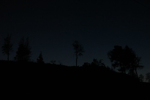 trees black silhouette night dark greece halkidiki pefkohori mywinners
