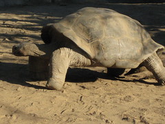 Galapagos tortoise 
