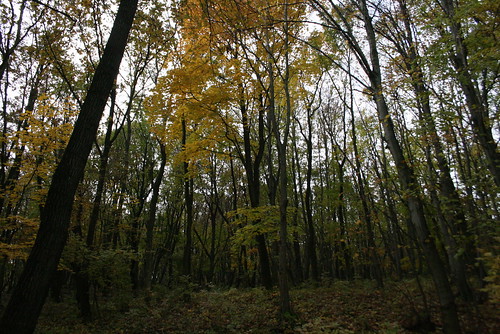 fall colors yellow hungary colours hegy szín ungarn 2010 kirándulás erdei hongrie domb sárga ősz erdő október színek túra hétvége séta őszi sümeg domok