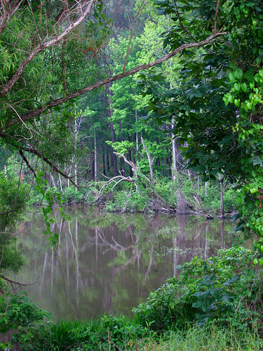 trees lake reflection green mississippi starkville oktibbehacountylake rogersmith