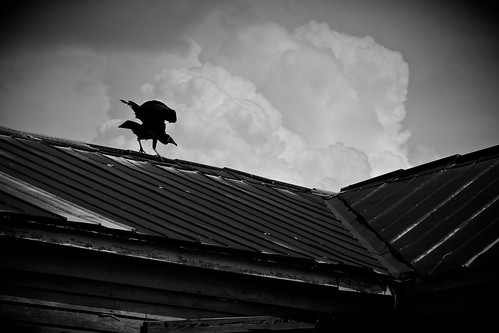 abandoned scary ruins texas vultures ghosttown peelingpaint winkelmann townabandoned winklemannghost