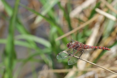 insectos dragonflies libélulas ef100mmf28macrousm sympetrumcorruptum canoneos550d canoneosrebelt2i