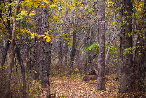 trees tree leaves forest leaf woods path trail burroakwoods