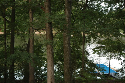 trees dock shore lakemeade northeastvacation2007