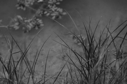 bw blancoynegro grass d50 geotagged pond poetry texas f28 80200mm 80200mmf28d p2wy