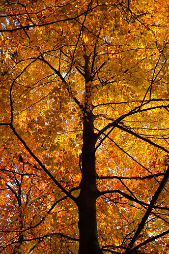 autumn orange tree fall landscape geotagged evening colours slovenia slovenija jesen večer drevo listje štajerska mariborskiotok