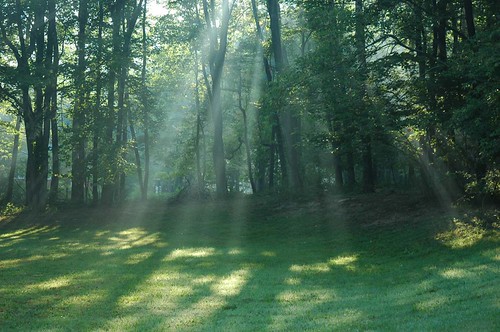 trees light ohio green home yard geotagged zanesville brianglass
