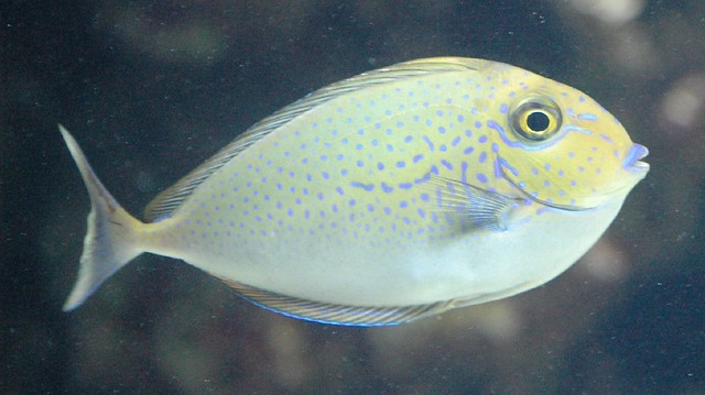 Pale yellow fish with blue spots | Flickr - Photo Sharing!