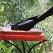 great american grackle bathes