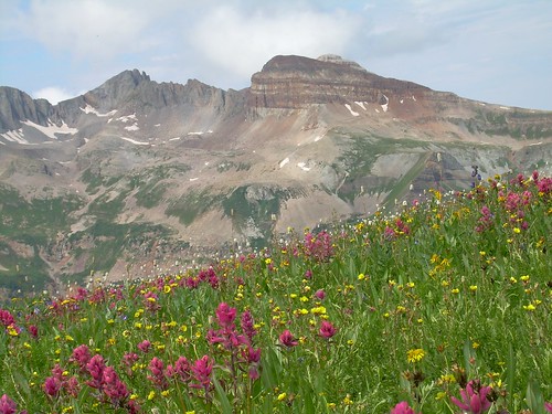 mountains la colorado plata wildflowers
