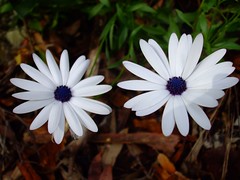 Two White Flowers