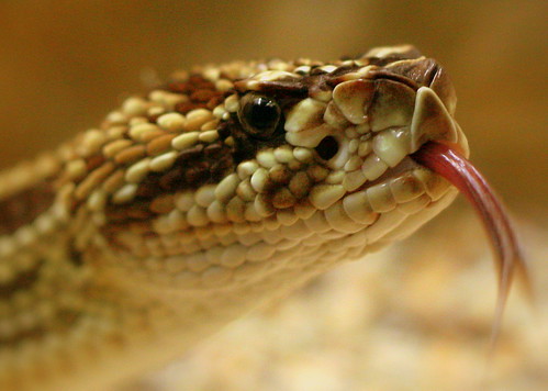 Rattel snake
