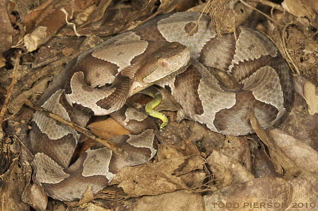 A baby copperhead with its yellow tail tip clearly visible.