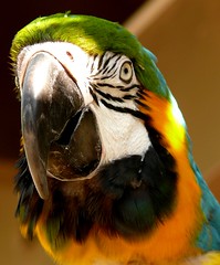 Extroverted Macaw