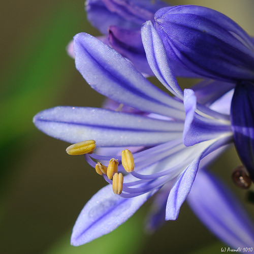 Agapanthus - Lily of the Nile