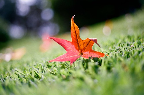 orange green fall film grass 50mm leaf kodak bokeh 400 wevs wormseyeviewsunday
