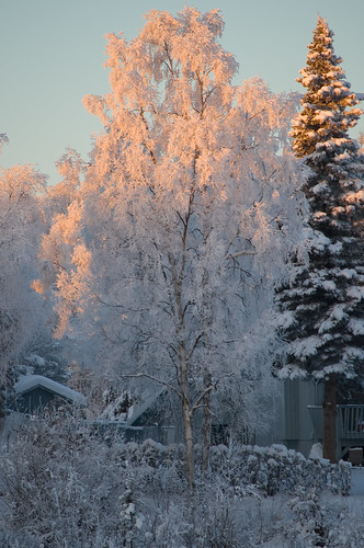 sunset white tree alaska nikon frosty anchorage d40