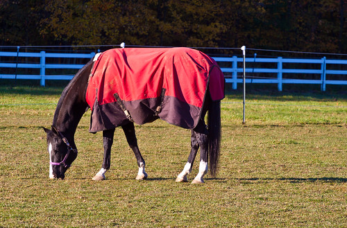 red horse fall redcoat horsesfallhorses