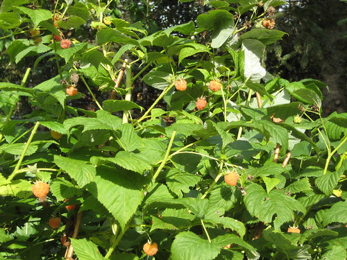 A tangle of Golden Raspberries