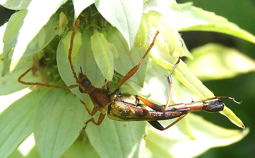 camp macro nature weird wildlife insects beetles genus identified longhorned stranglia