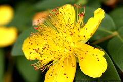neighbor's yellow flower    MG 8107 