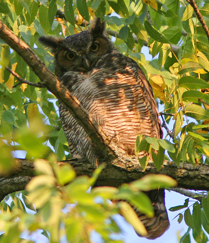 greathornedowl owls bubovirginianus ©henrytmclin ©henrymclin