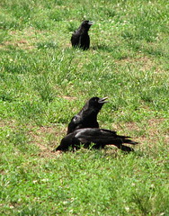 Crows, Rose Garden, Raleigh NC 6758