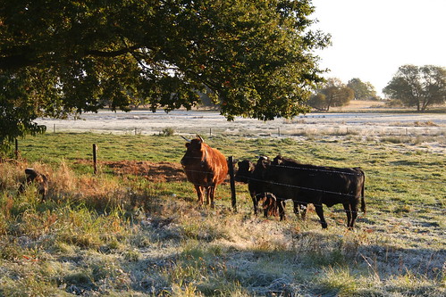 sunrise frost cows hoarfrost sonnenaufgang raureif kühe usedom mvp mecklenburgvorpommern lieperwinkel ostvorpommern ovp peenestrom