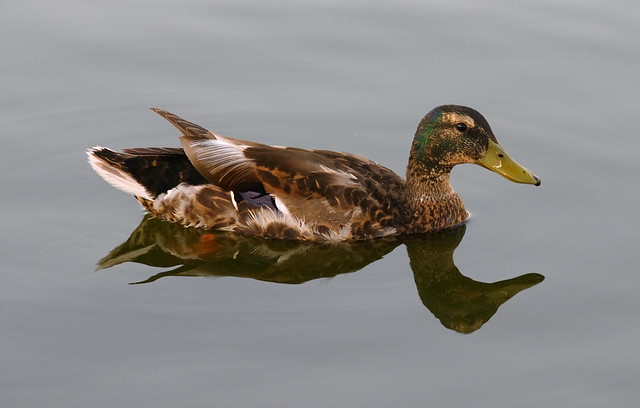 Molting Juvenile Mallard Drake | Flickr - Photo Sharing!