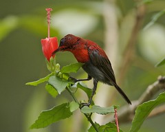 Crimson Sunbird feeding