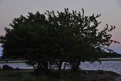 trees Bay Park Bay County Park NY Hewlett Bay Park Hewlett Bay sunset