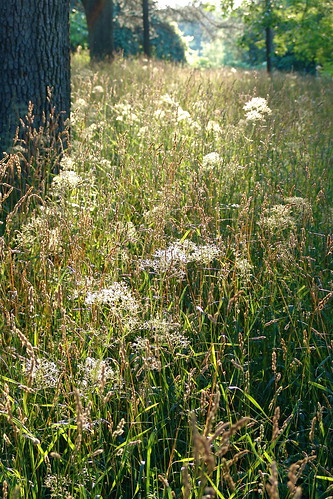 sunset summer sunlight meadow 070707