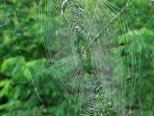 vermont web spiderweb rutland meeyauw