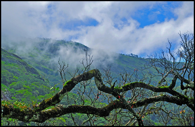 Misty Mountains - Munnar
