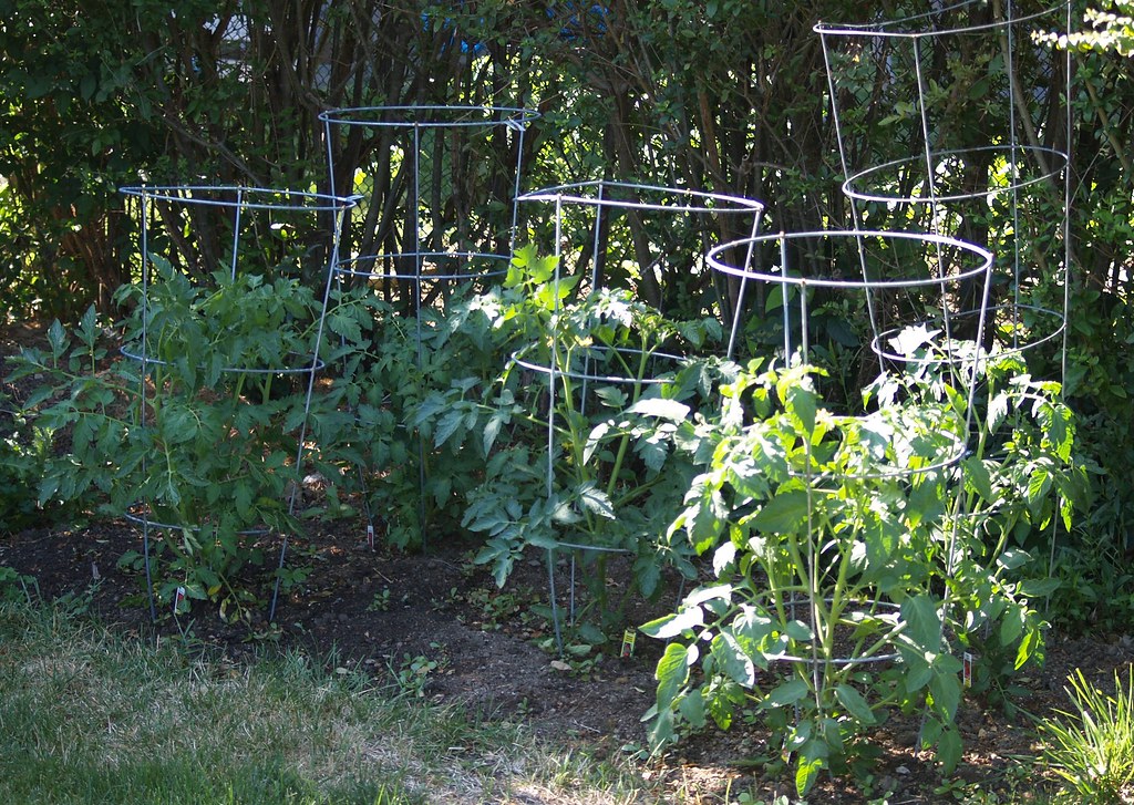 5 Ways of Supporting Your Tomato Plants - SeedMoney