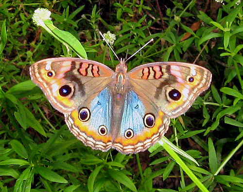 brazil butterflies junonia junoniaevarete bahiabrazil tropicalbuckeye entreriosbahiabrazil12s38w