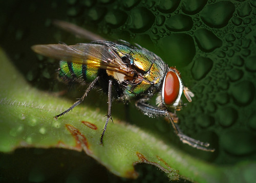 The Common Housefly at Mount Faber, Singapore