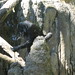 Bonobo using a stick