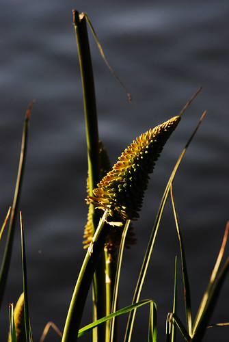sunset plant reeds waterside