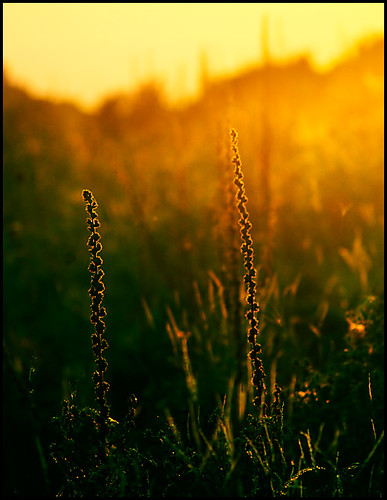 sunset summer italy golden italia tramonto estate erba pianta verbascumthapsus tuscolo verbasco tassobarbasso valerioifoto