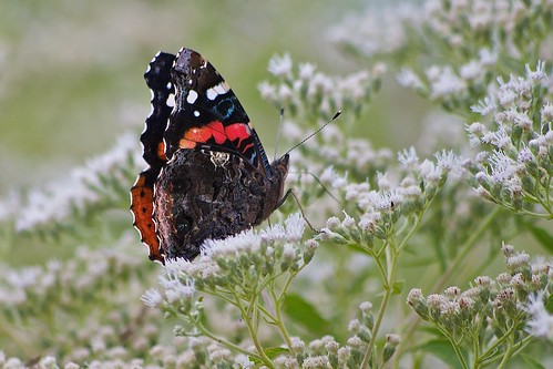 color nature beauty outdoors wings butterflies insects wv brushfoots taxonomy:binomial=vanessaatalanta pentaxk7