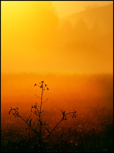 sunset italy orange grass fog gold italia tramonto erba nebbia arancione oro questfortherest doganella valerioi didinto diamondclassphotographer flickrdiamond cerquone